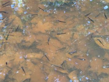 Salamandre tachetée 