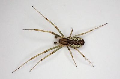 <i>Linyphia triangularis</i>