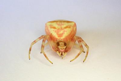 <i>Thomisus onustus</i>