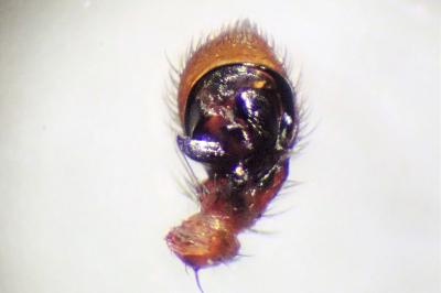 <i>Xysticus erraticus</i>