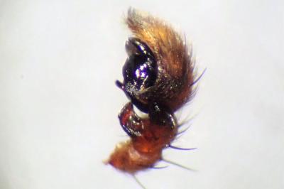 <i>Xysticus erraticus</i>