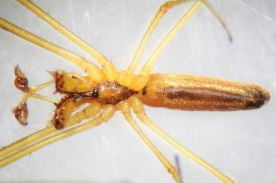 <i>Tetragnatha extensa</i>