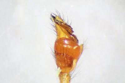 <i>Tetragnatha extensa</i>