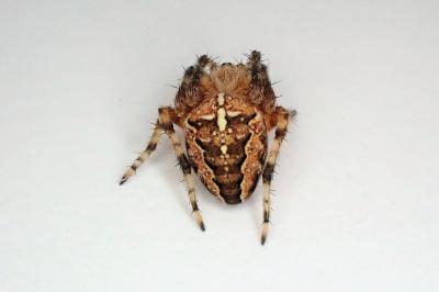 <i>Araneus diadematus</i>
