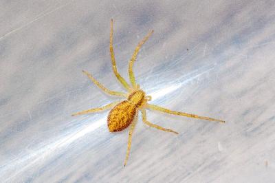 <i>Philodromus</i>