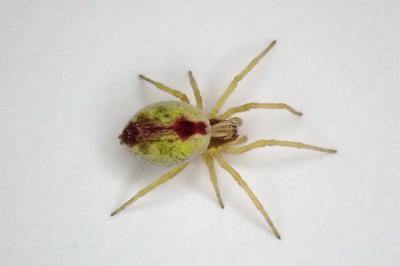 <i>Nigma puella</i>