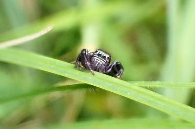<i>Evarcha arcuata</i>