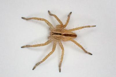 <i>Micrommata ligurina</i>