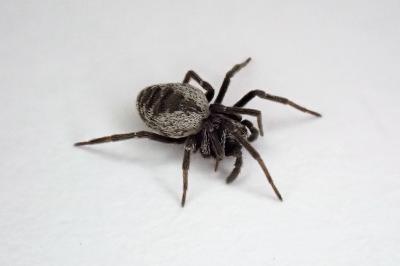 <i>Brigittea latens</i>