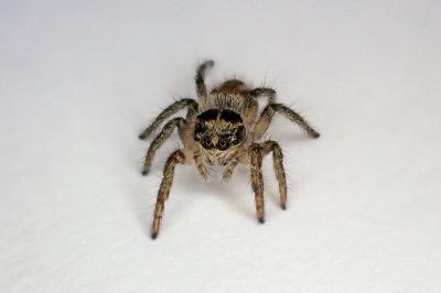 <i>Philaeus chrysops</i>
