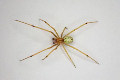 <i>Enoplognatha latimana</i>
