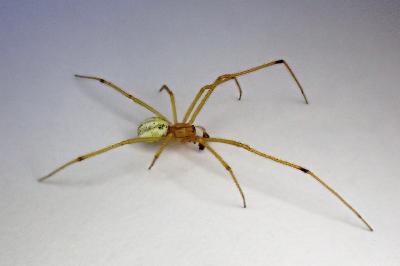 <i>Enoplognatha latimana</i>