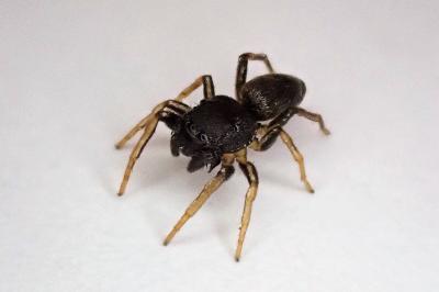 <i>Heliophanus cupreus</i>