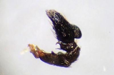 <i>Heliophanus cupreus</i>