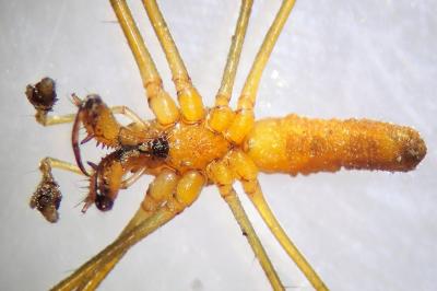 <i>Tetragnatha montana</i>