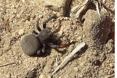 <i>Eresus kollari</i>