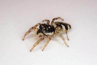 <i>Salticus scenicus</i>