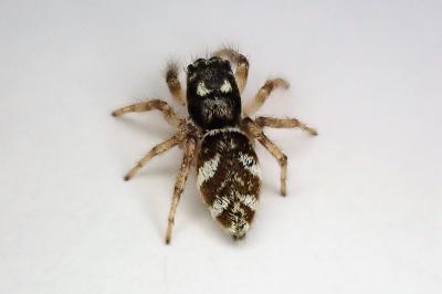 <i>Salticus scenicus</i>