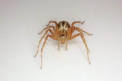 <i>Oxyopes lineatus</i>