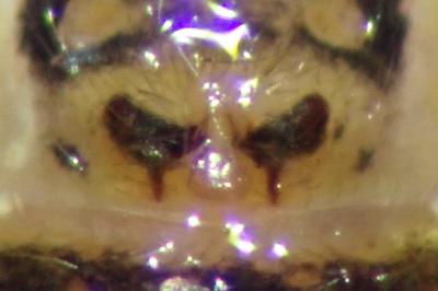 <i>Oxyopes lineatus</i>