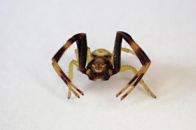 <i>Misumena vatia</i>