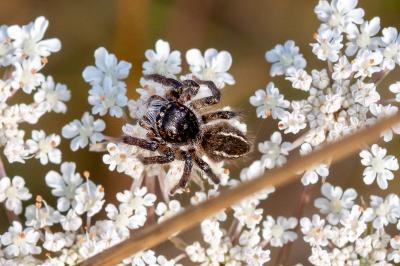 <i>Philaeus chrysops</i>