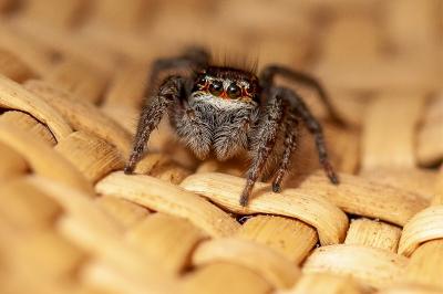 <i>Philaeus chrysops</i>
