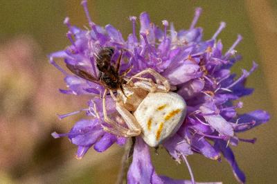 <i>Thomisus onustus</i>
