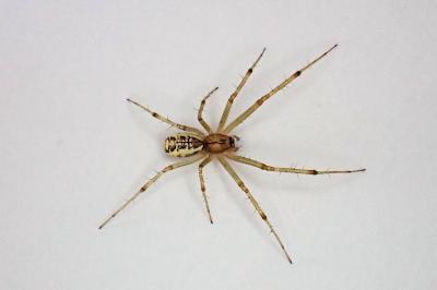 <i>Linyphia triangularis</i>