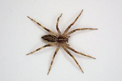 <i>Pisaura mirabilis</i>