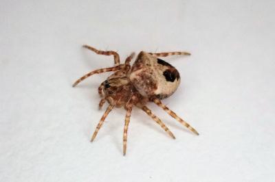<i>Gibbaranea bituberculata</i>