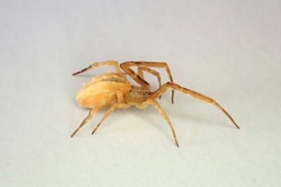 <i>Uloborus walckenaerius</i>
