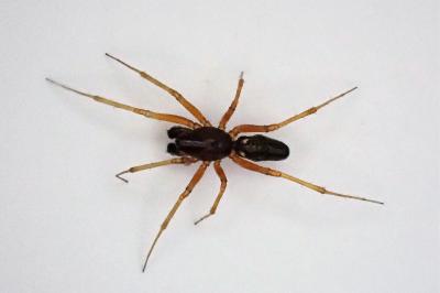 <i>Neriene clathrata</i>