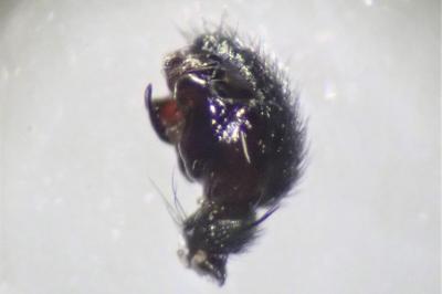 <i>Neriene clathrata</i>