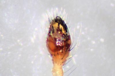 <i>Phylloneta impressa</i>