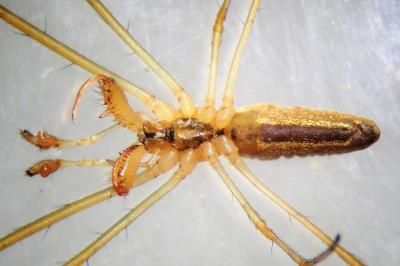 <i>Tetragnatha extensa</i>