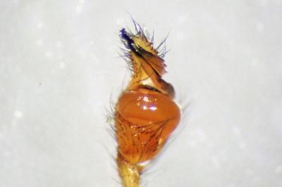 <i>Tetragnatha extensa</i>