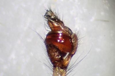 <i>Tetragnatha nigrita</i>