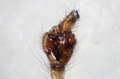 <i>Tetragnatha nigrita</i>
