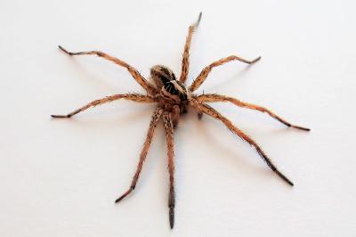 <i>Hogna radiata</i>