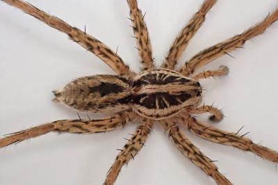 <i>Hogna radiata</i>