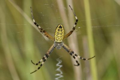 <i>Argiope bruennichi</i>