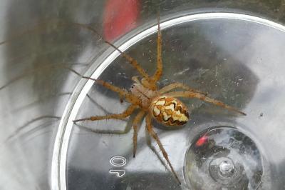 <i>Neoscona adianta</i>