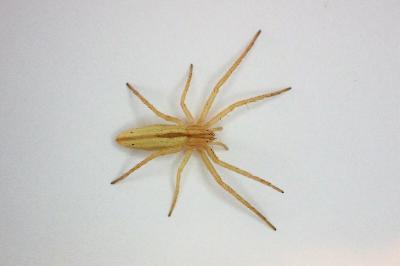 <i>Tibellus oblongus</i>