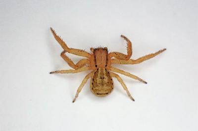 <i>Xysticus erraticus</i>