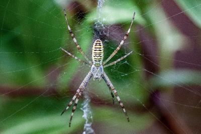 <i>Argiope bruennichi</i>