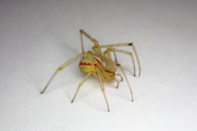 <i>Enoplognatha ovata</i>