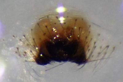 <i>Enoplognatha ovata</i>