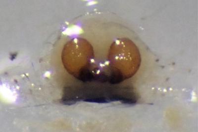 <i>Enoplognatha ovata</i>