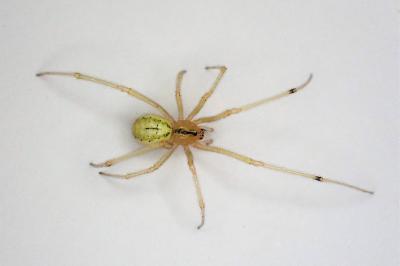 <i>Enoplognatha ovata</i>